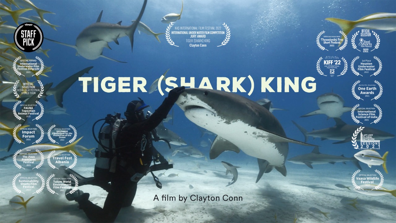 Tiger shark king